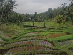 [INDO] Bali Step 6 - Jatiluwih